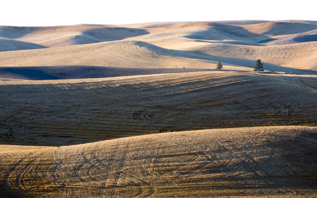 Sunlit rolling hills with long shadows and textured fields.